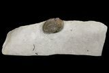 Greenops Trilobite - Arkona, Ontario #164409-2